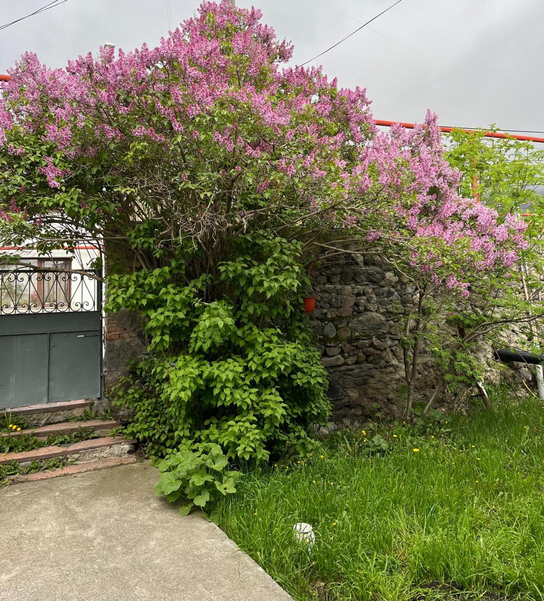 Soso Burduli'S Guesthouse Kazbegi Exterior foto